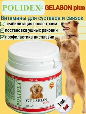 Чем опасен размет лап у собак?» — Яндекс Кью