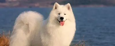 SALOP DOG Комбинезон для средних собак/кобель
