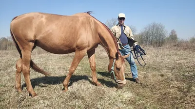 СТАТЬИ - искусственное осеменение лошадей