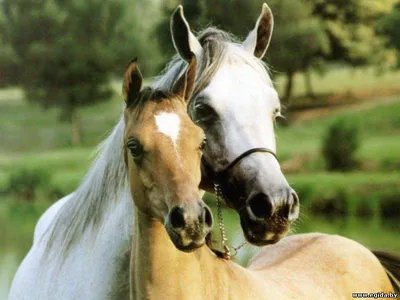 Естественное размножение лошадей. В дикой природе | Связь с царством  животных | Дзен
