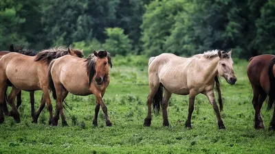 Как мы размножали коней, часть 1 | Пикабу