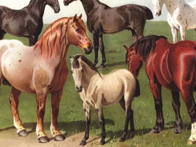 В Тюменской области многодетная семья занялась разведением лошадей -  Российская газета