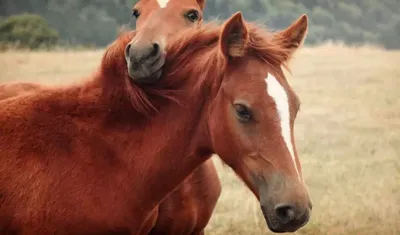 Якутские лошади на ферме в п.Висим. Содержание и разведение лошадей -  YouTube