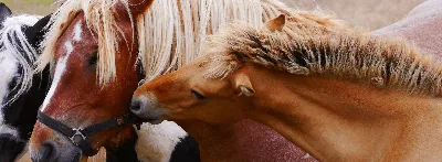 Разведение лошадей Эспаньола породистый • Agriturismo il Quercione