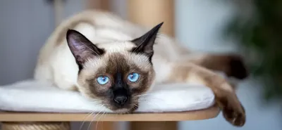 Разновидности окрасов сиамских кошек | Гавкуша | Дзен