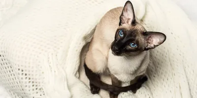 Сиамские кошки - фото и подробное описание особенностей породы