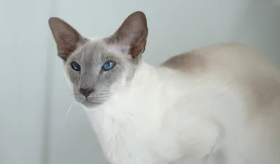 Сиамская кошка: фото, характер, описание породы