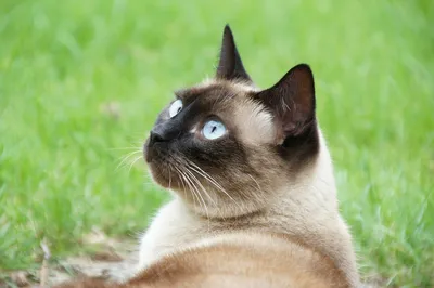 Как ухаживать за сиамским котенком? | Royal Canin