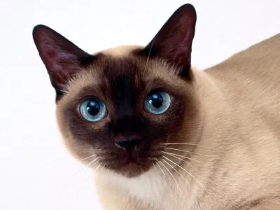 Почему котята \"сиамского\" окраса рождаются почти белыми или несложная  генетика кошек. | Пикабу