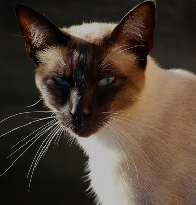 Сиамская кошка: описание породы с фото и особенности ухода - Mimer.ru