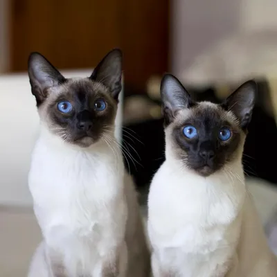 Чем ориентальные кошки отличаются от сиамских?