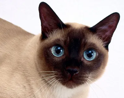 Сиамская кошка: все о кошке, фото, описание породы, характер, цена