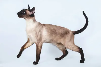 породы и особенности сиамских кошек, покажите мне фото сиамской кошки,  кошка, животное фон картинки и Фото для бесплатной загрузки
