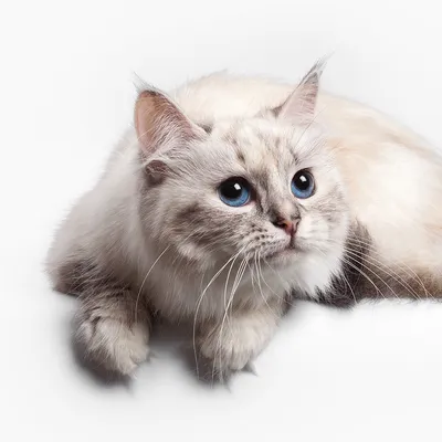Породы кошек | Пикабу