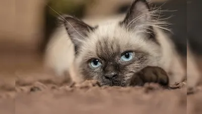 Какие бывают разновидности сиамских кошек | МанкиБлог | Дзен