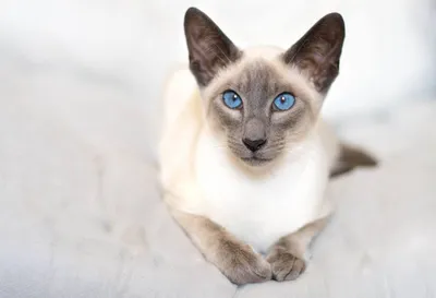 Какой косметический уход требуется сиамской кошке? | Статья АВЗ