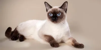 Сиамская кошка - описание породы, питомники, достоинства и недостатки