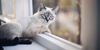 Сиамская кошка: описание породы, характер и уход - Лайфхакер