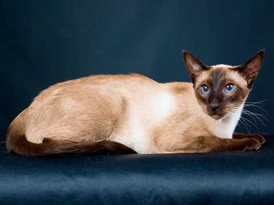 Сиамская кошка: описание породы, фото, характеристики, правила ухода и  содержания - Petstory