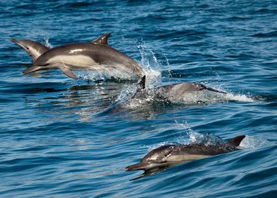 Виды дельфинов, и где их можно увидеть