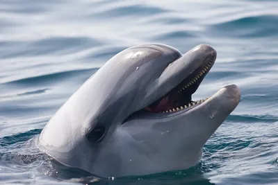 Какие виды дельфинов самые опасные для человека - Рамблер/субботний