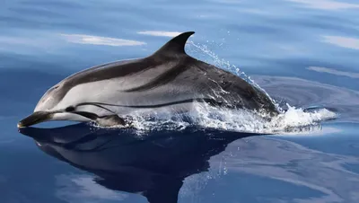 Виды дельфинов