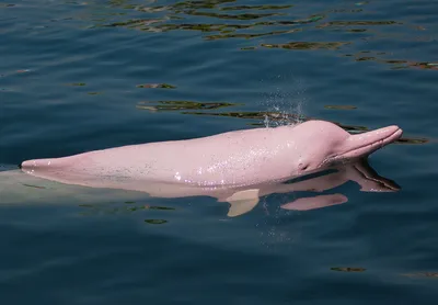 🐬Невероятно красивые разновидности дельфинов, подарят нам в эту среду  отличное настроение! | Жанна Аттар | Дзен