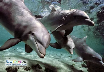 Что делать, если выбросился дельфин