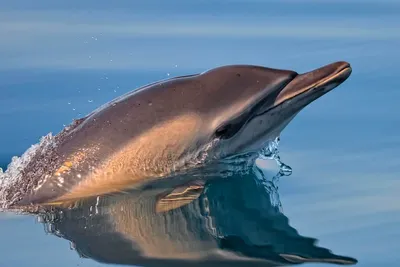 Виды дельфинов