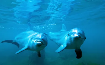 Дельфины в Сочи | Встреча с дельфинами в Черном море