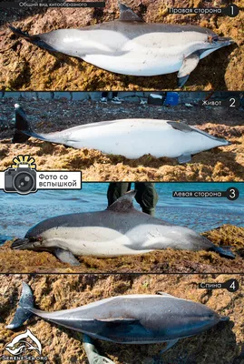 Газпром нефть - Косатка — самый большой дельфин в мире.... | Facebook