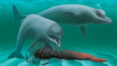 Что делать, если выбросился дельфин