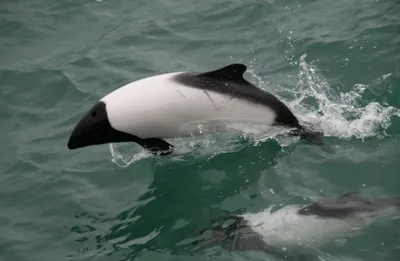 Новые виды дельфинов из Бенгальского залива – Наука – Коммерсантъ