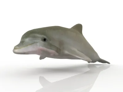 Ученые обнаружили новый вид древних дельфинов. Они всасывали рыб и  кальмаров беззубым ртом | Пикабу