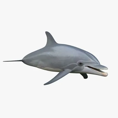 Шесть белых дельфинов несется к нам…» — создано в Шедевруме