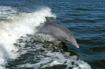 В Бразилии нашли новый вид дельфинов - «Qazaqstan» Ұлттық телеарнасы