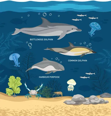 Дельфины Черного моря: где их можно увидеть и как им помочь (фото) — УСІ  Online