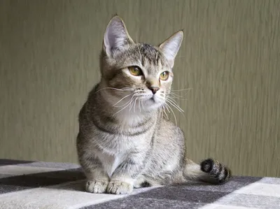 Разновидности абиссинских кошек | Симбасян | Дзен