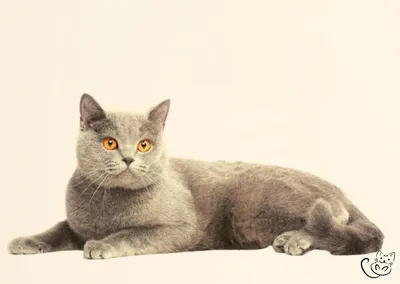 В мире существует 12 разновидностей редких котов. О некоторых вы даже не  знали | ITTA INFO