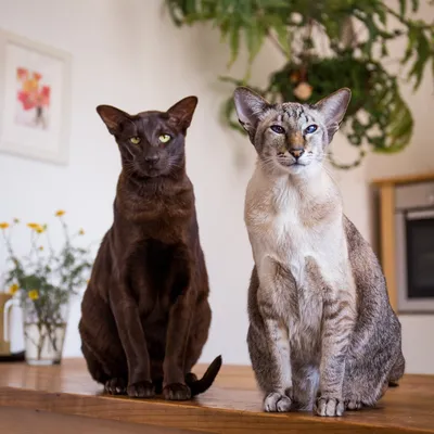 Породы кошек и виды котов | Purina