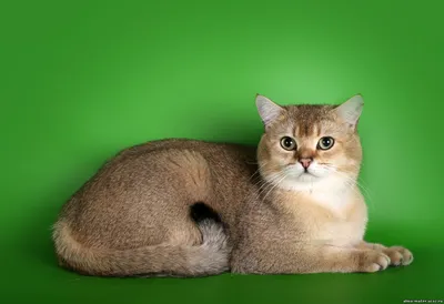 Клички для котов - красивые и необычные