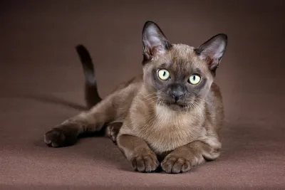 Породы кошек и виды котов - Purina