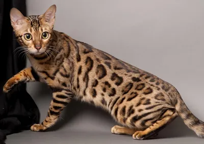 Порода кошачьих Экзотическая короткошерстная кошка - внешний вид, характер,  уход — Anifood