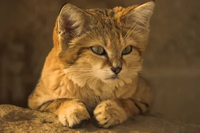 Селкирк-рекс – описание породы кудрявых кошек | Hill's