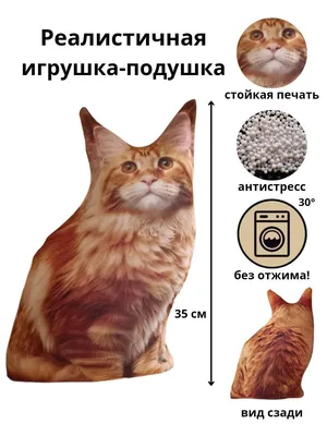Породистые кошки: ценовые диапазоны. 10 популярных видов, на покупку  которых придется раскошелиться😺💰 | Котоварня | Мир Зоопсихолога | Дзен
