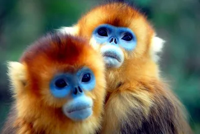 Малознакомые виды обезьян | Этот удивительный мир. | Дзен