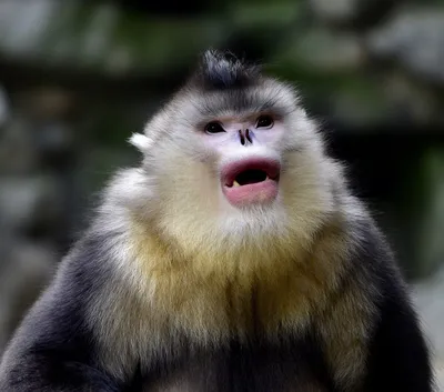 Редкий вид обезьян обнаружили в Китае - ДВ-РОСС - новости Дальнего Востока