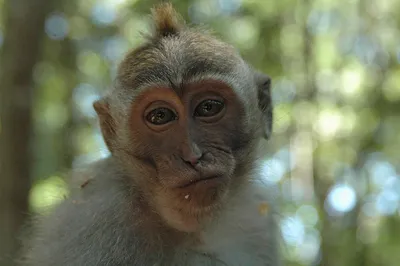 Самые необычные виды обезьян со всей планеты! | Психология животных | Дзен