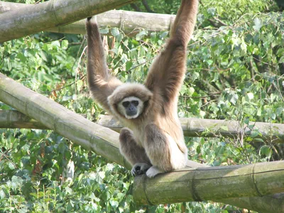 Обезьянка резус макаки в дикой природе отдыхает или отдыхает на дереве в  тропических лесах Стоковое Фото - изображение насчитывающей естественно,  прелестное: 230101042