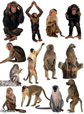Породы обезьян - сайт Природа | Обезьяна, Дом и семья